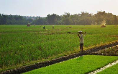 Solución práctica para el control de malezas y plagas en cultivos de arroz